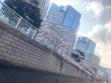 春の思い出　From  たいよう【An independenceのブログ】