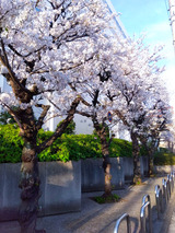 桜咲きましたね！FROMこうすけ【An independenceのブログ】