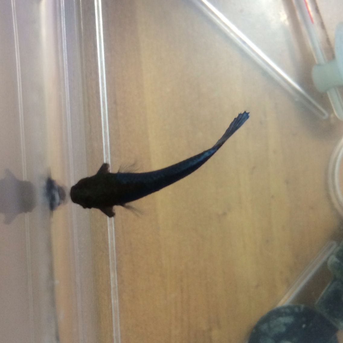 オス メス べたのちはれ