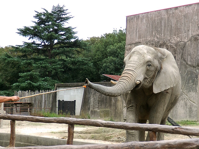 鳴ぐごはいねが? Zoo&Aquarium : アフリカゾウ 【東武動物公園 2012/10/14】