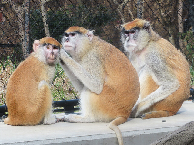 パタスザル のんほいパーク 01 05 鳴ぐごはいねが Zoo Aquarium