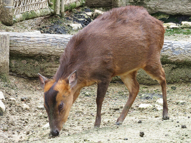 キョン 広島市安佐動物公園 19 03 11 鳴ぐごはいねが Zoo Aquarium
