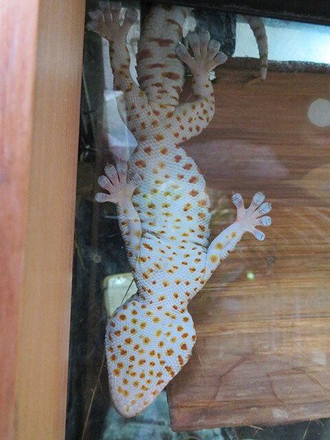 トッケイヤモリ のいち動物園 19 08 04 鳴ぐごはいねが Zoo Aquarium