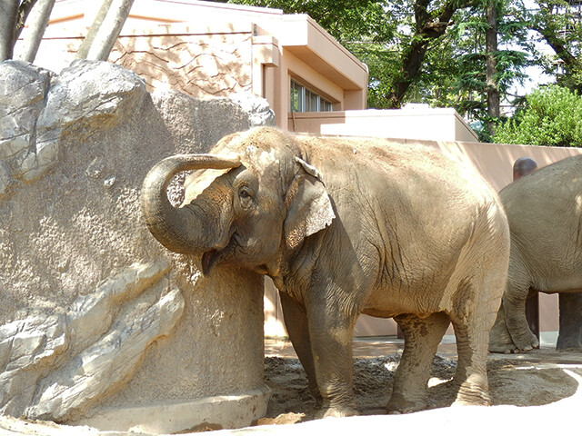 鳴ぐごはいねが? Zoo&Aquarium : アジアゾウ 【日立市かみね動物園 2012/08/16】