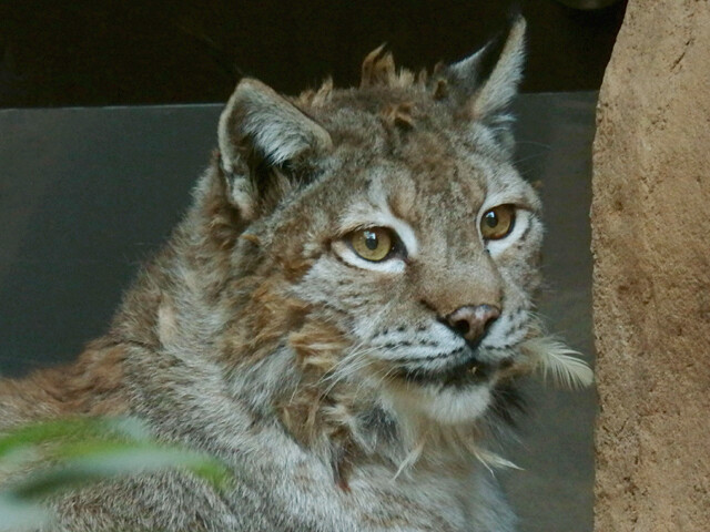シベリアオオヤマネコ グンマ 神戸市立王子動物園 11 12 27 鳴ぐごはいねが Zoo Aquarium シベリアオオヤマネコ グンマ 神戸市立王子動物園 11 12 27 鳴ぐごはいねが Zoo Aquarium