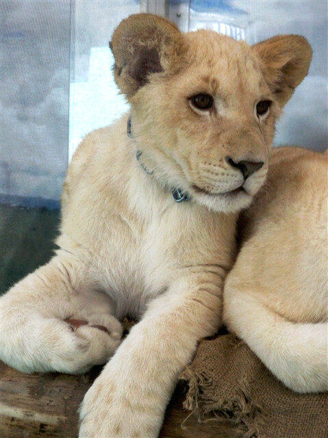 鳴ぐごはいねが Zoo Aquarium ホワイトライオン シャイン 姫路セントラルパーク 11 12 28