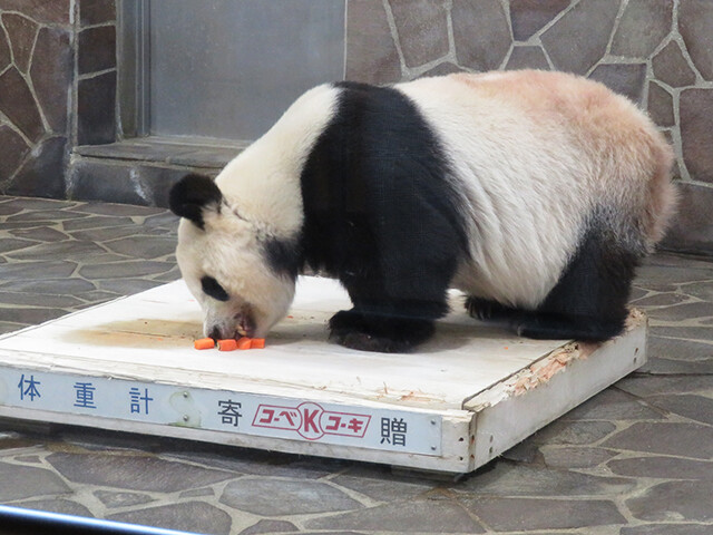 鳴ぐごはいねが? Zoo&Aquarium : ジャイアントパンダ♀タンタン 【神戸市立王子動物園 2020/10/29】