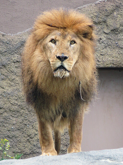 ライオン リッキー 円山動物園 19 06 04 鳴ぐごはいねが Zoo Aquarium