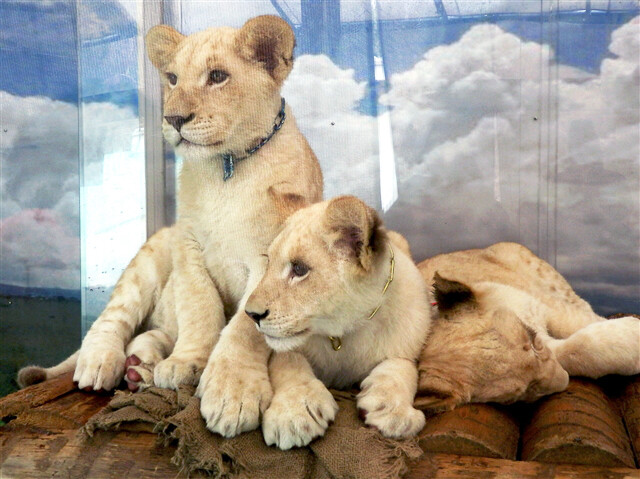 鳴ぐごはいねが Zoo Aquarium ホワイトライオン シャイン ルーチェ ルーモ 姫路セントラルパーク 11 12 28 鳴ぐごはいねが Zoo Aquarium ホワイトライオン シャイン ルーチェ ルーモ 姫路セントラルパーク 11 12 28