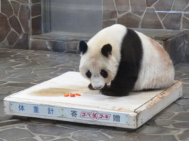 鳴ぐごはいねが? Zoo&Aquarium : ジャイアントパンダ♀タンタン 【神戸市立王子動物園 2020/10/29】