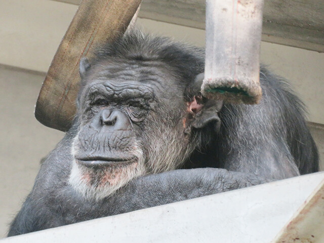 チンパンジー コータ わんぱーくこうちアニマルランド 19 08 05 鳴ぐごはいねが Zoo Aquarium
