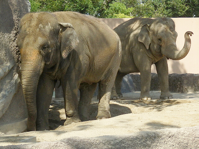 鳴ぐごはいねが? Zoo&Aquarium : アジアゾウ 【日立市かみね動物園 2012/08/16】