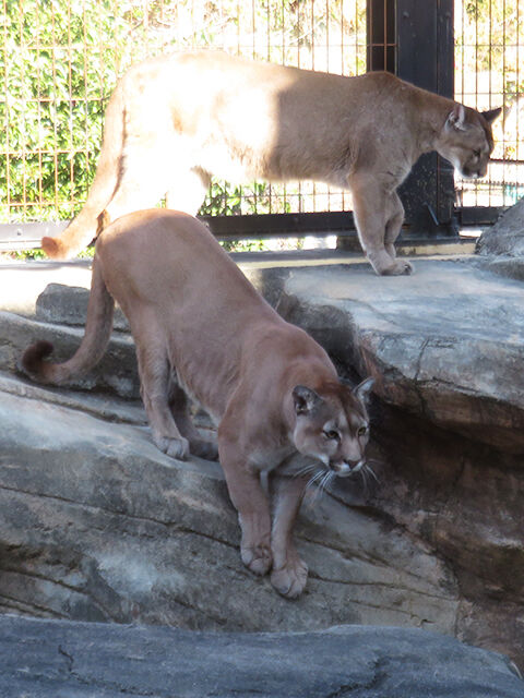 鳴ぐごはいねが Zoo Aquarium March 21