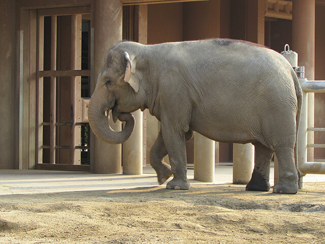 鳴ぐごはいねが? Zoo&Aquarium : アジアゾウ 【東山動植物園 2016/01/05】