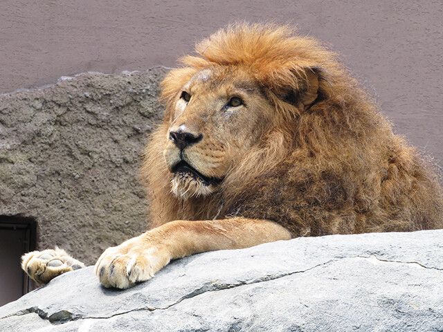 ライオン リッキー 円山動物園 19 06 04 鳴ぐごはいねが Zoo Aquarium