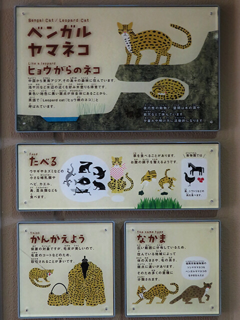 ベンガルヤマネコ♀コマチ 【福岡市動物園 2017/04/07】 : 鳴ぐごはい