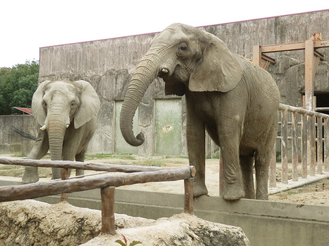 アフリカゾウ 【東武動物公園 2012/10/14】 : 鳴ぐごはいねが