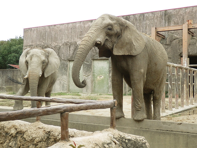 アフリカゾウ 【東武動物公園 2012/10/14】 : 鳴ぐごはいねが