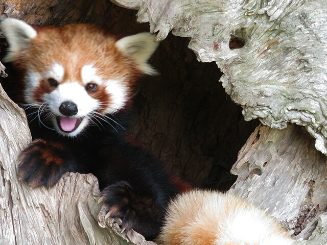 【レッサーパンダ】【2点まとめ】 えつこ・ゼタ on X: 