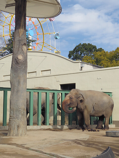 鳴ぐごはいねが? Zoo&Aquarium : ゾウ♂マック♀ズゼ 【神戸市立王子動物園 2020/01/06】