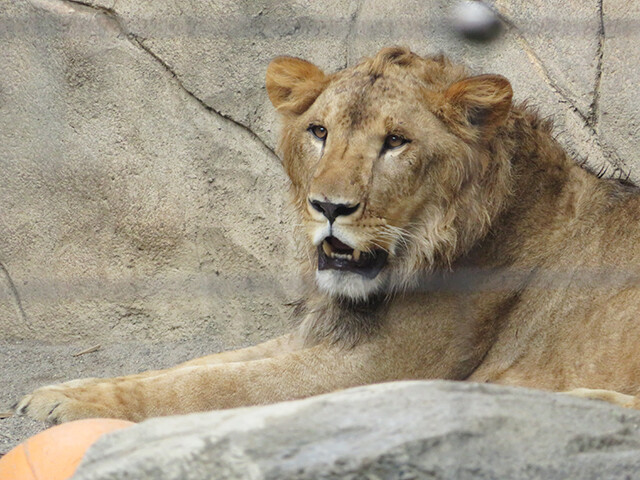 ⭐︎特選⭐︎ ライオンコガネ　標本 ⭐︎特選⭐︎ ライオンコガネ 標本 - メルカリ