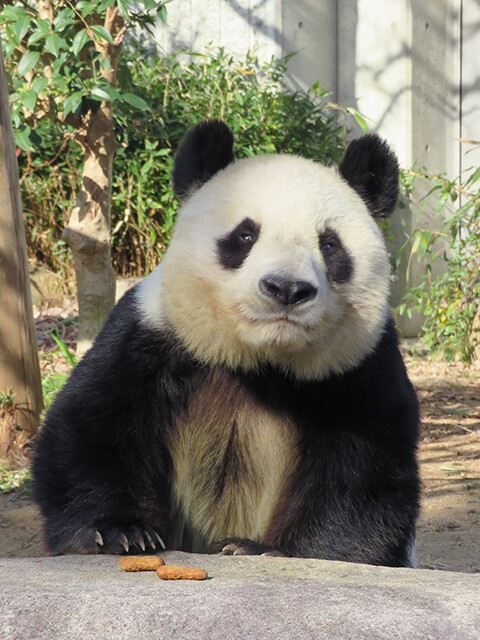 鳴ぐごはいねが? Zoo&Aquarium : ジャイアントパンダ♀坦々(タンタン) 【神戸市立王子動物園 2020/01/06】