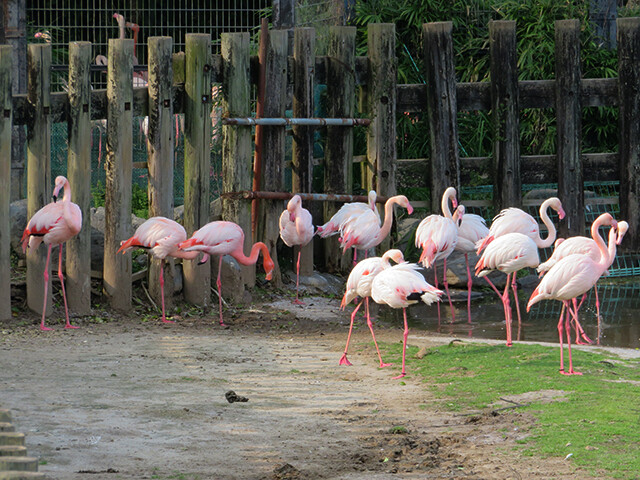 ヨーロッパフラミンゴ 平川動物公園 19 03 07 鳴ぐごはいねが Zoo Aquarium