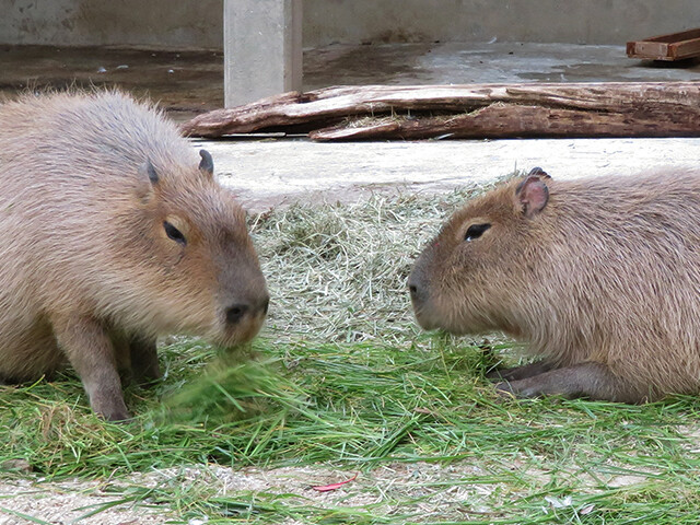 鳴ぐごはいねが Zoo Aquarium カピバラ