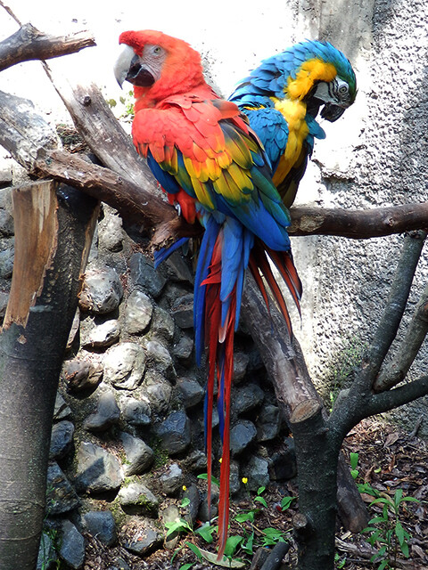 ベニコンゴウインコ/ルリコンゴウインコ 【羽村市動物公園 2012