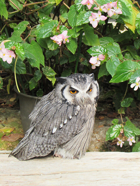 フクロウ/ミミズク 【神戸どうぶつ王国 2016/01/04】 : 鳴ぐごはいねが
