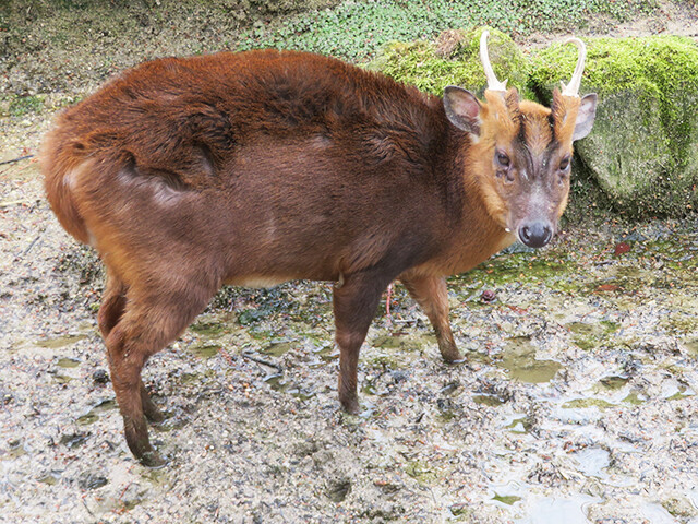 キョン 広島市安佐動物公園 19 03 11 鳴ぐごはいねが Zoo Aquarium