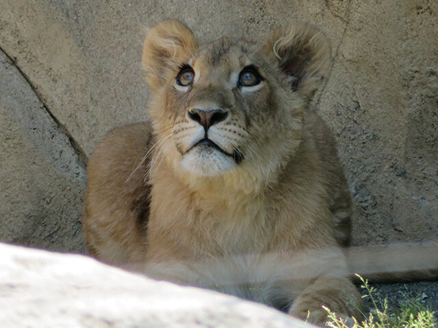 ライオン♀なお 【八木山動物公園 2019/05/24】 : 鳴ぐごはいねが