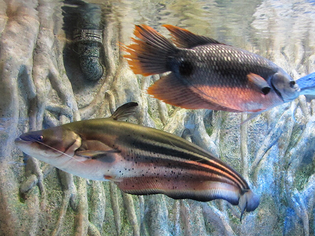 ビッグマウスキャット 【竹島水族館 2016/04/30】 : 鳴ぐごはいねが