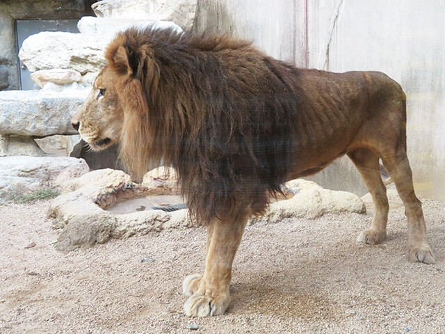 ししまるもも　まじかるぽっと　王子とライオン 水墨世界　蓄光成型 hqdefault.jpg