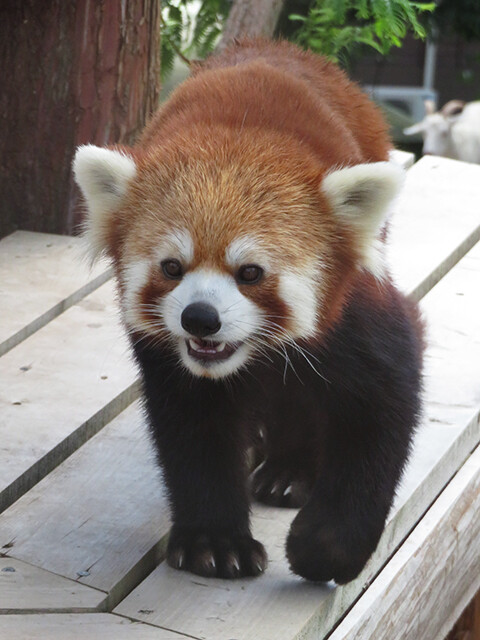 レッサーパンダ 【秋吉台自然動物公園サファリランド 2019/08/08