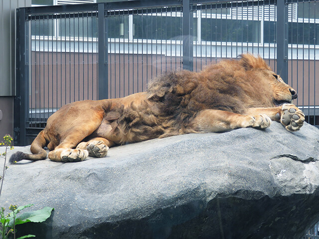 ライオン リッキー 円山動物園 19 06 04 鳴ぐごはいねが Zoo Aquarium