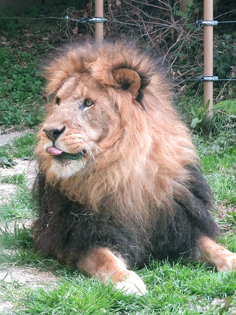 ライオン 東武動物公園 19 03 28 鳴ぐごはいねが Zoo Aquarium