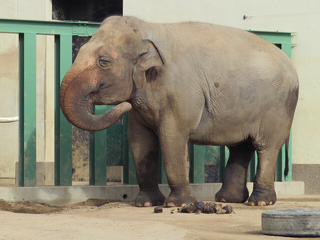 鳴ぐごはいねが? Zoo&Aquarium : ゾウ♂マック♀ズゼ 【神戸市立王子動物園 2020/01/06】