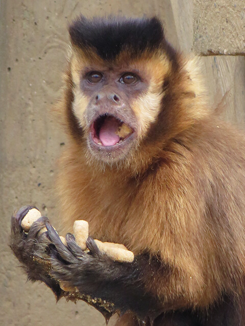 フサオマキザル 海ノ中道海浜公園 動物の森 19 12 11 鳴ぐごはいねが Zoo Aquarium
