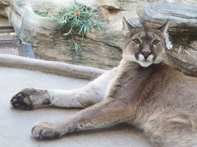鳴ぐごはいねが Zoo Aquarium March 21