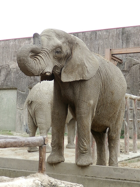 鳴ぐごはいねが? Zoo&Aquarium : アフリカゾウ 【東武動物公園 2012/10/14】