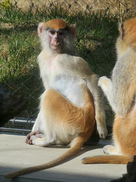 パタスザル のんほいパーク 01 05 鳴ぐごはいねが Zoo Aquarium
