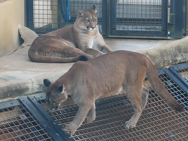 鳴ぐごはいねが Zoo Aquarium March 21