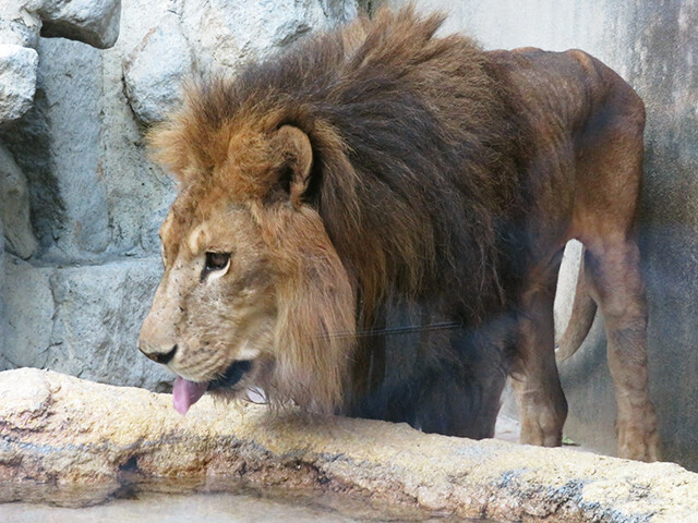 ライオン♂ラオ♀サクラ 【神戸市立王子動物園 2020/10/29