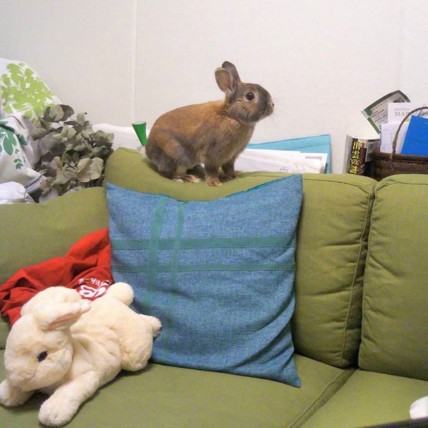 高いところが好き うさぎ うさぎと暮らす 高いところが好き うさぎ うさぎと暮らす