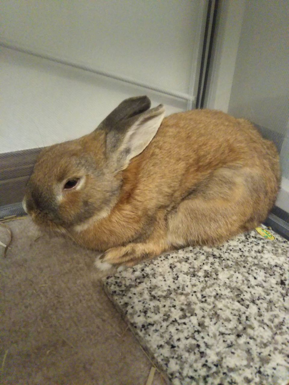 うさぎ 寝るのが仕事 うさぎと暮らす