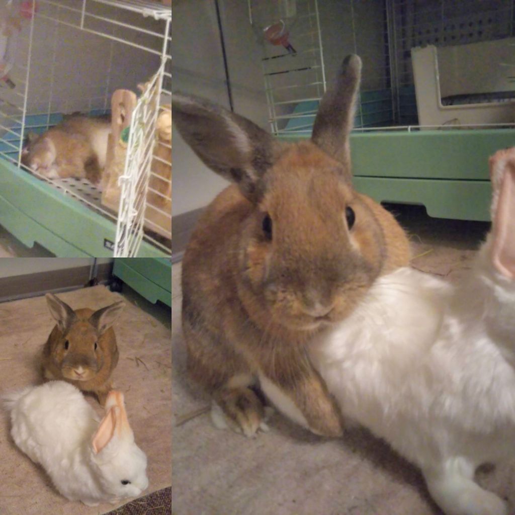 うさき ぬいぐるみを与える うさぎと暮らす うさき ぬいぐるみを与える うさぎと暮らす