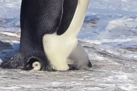 悲報 ペンギンの赤ちゃん かわヨすぎる 女子アナお宝画像速報 5chまとめ 悲報 ペンギンの赤ちゃん かわヨすぎる 女子アナお宝画像速報 5chまとめ