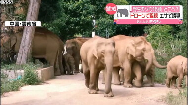 中国の象の群れ