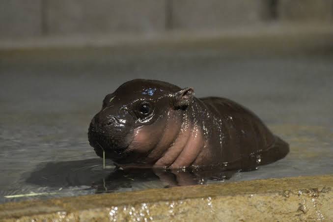 画像 ゾウの赤ちゃん キモ過ぎるwtwtwtwtwtwtwtwtwt 女子アナお宝画像速報 5chまとめ